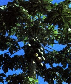 Дынное дерево, или папайя