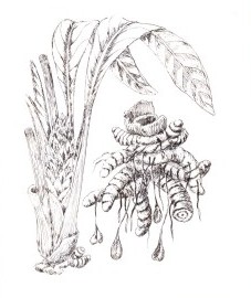 Куркума яванская, или яванский желтый корень
