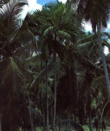 Арековая пальма, или катеху