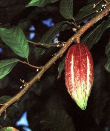 Какао, или шоколадное дерево