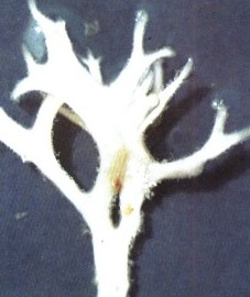 Карраген, или ирландский мох